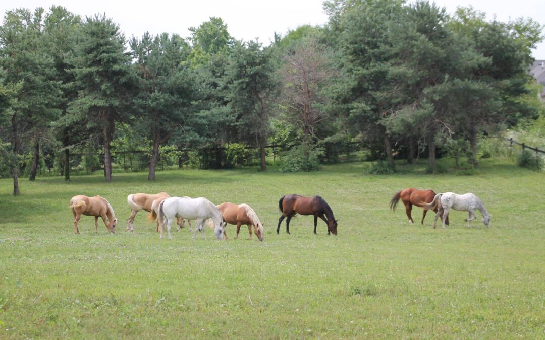 What to expect when coming to Summit Equestrian