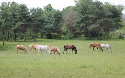 What to expect when coming to Summit Equestrian