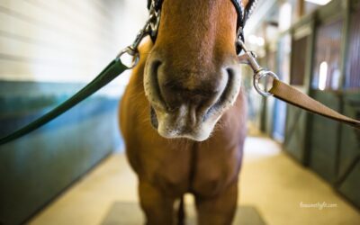 Straight from the Horses’ Mouth
