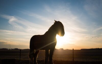 “Too Gentle” – Gentling Wild Ponies