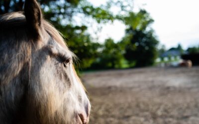 Why Horses?