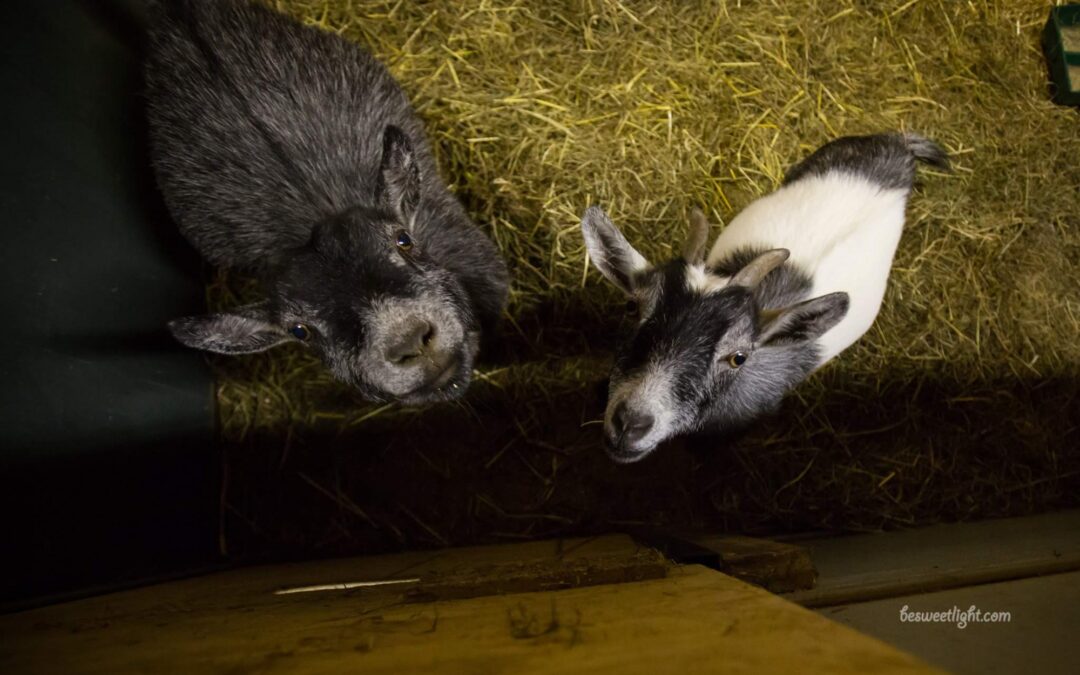 Barnyard Introductions