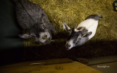 Barnyard Introductions